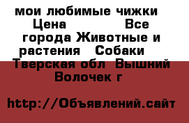 мои любимые чижки › Цена ­ 15 000 - Все города Животные и растения » Собаки   . Тверская обл.,Вышний Волочек г.